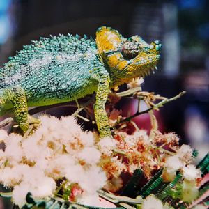 Preview wallpaper chameleon, colorful, reptile