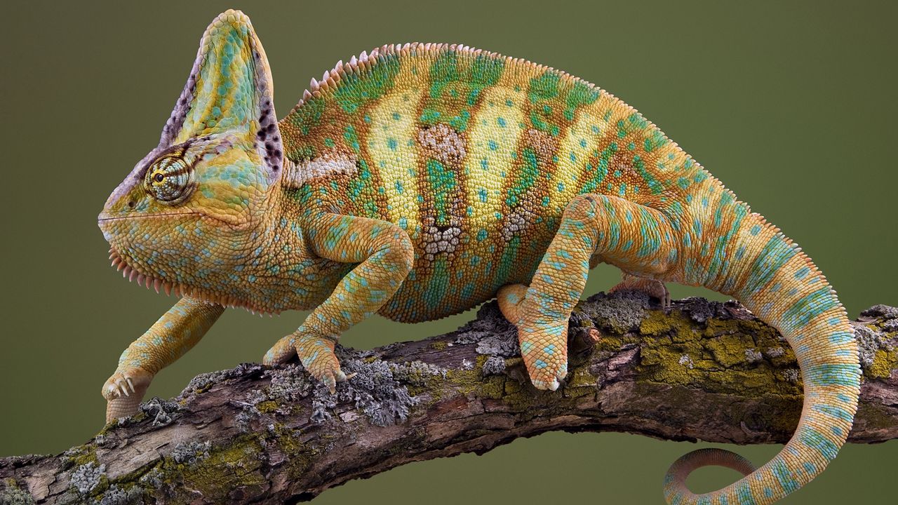 Wallpaper chameleon, crawl, color, striped