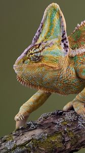 Preview wallpaper chameleon, crawl, color, striped