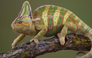 Preview wallpaper chameleon, crawl, color, striped