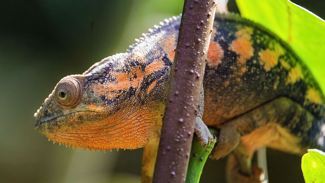 Wallpaper chameleon, eye, reptile, branch, blur