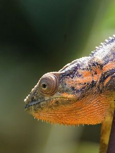 Preview wallpaper chameleon, eye, reptile, branch, blur