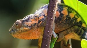 Preview wallpaper chameleon, eye, reptile, branch, blur