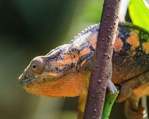 Preview wallpaper chameleon, eye, reptile, branch, blur