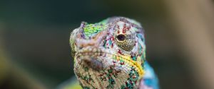 Preview wallpaper chameleon, eye, reptile, blur, branch