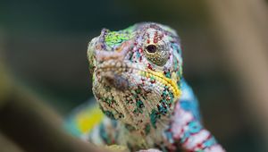 Preview wallpaper chameleon, eye, reptile, blur, branch