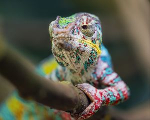 Preview wallpaper chameleon, eye, reptile, blur, branch