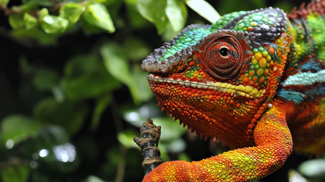 Wallpaper chameleon, eyes, grass, color