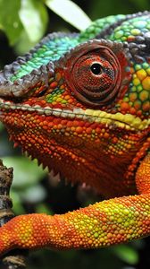 Preview wallpaper chameleon, eyes, grass, color