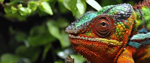 Preview wallpaper chameleon, eyes, grass, color