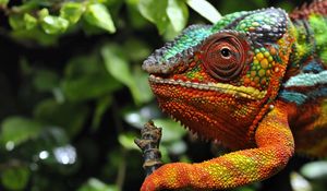 Preview wallpaper chameleon, eyes, grass, color