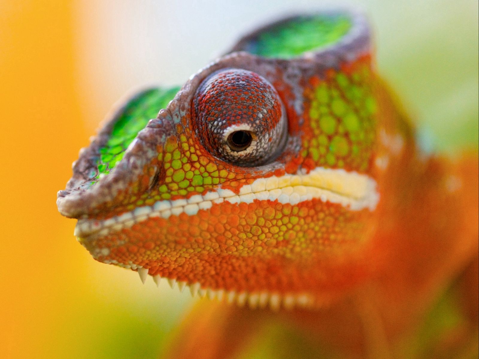 Download wallpaper 1600x1200 chameleon, face, close-up, spotted