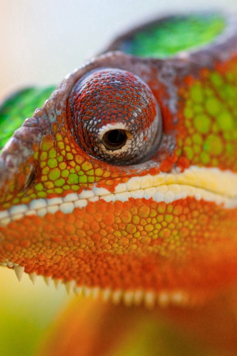 Download wallpaper 800x1200 chameleon, face, close-up, spotted iphone ...