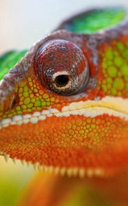 Preview wallpaper chameleon, face, close-up, spotted