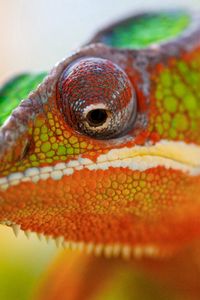 Preview wallpaper chameleon, face, close-up, spotted