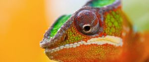 Preview wallpaper chameleon, face, close-up, spotted