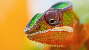 Preview wallpaper chameleon, face, close-up, spotted