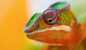 Preview wallpaper chameleon, face, close-up, spotted