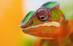 Preview wallpaper chameleon, face, close-up, spotted