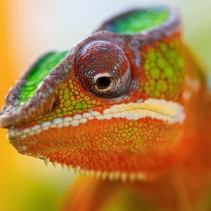 Preview wallpaper chameleon, face, close-up, spotted