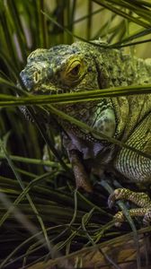 Preview wallpaper chameleon, grass, animal
