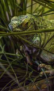 Preview wallpaper chameleon, grass, animal