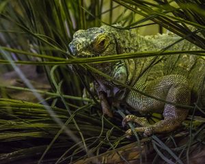 Preview wallpaper chameleon, grass, animal