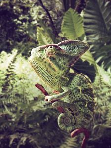 Preview wallpaper chameleon, grass, sit, color, branches, leaves, herbs