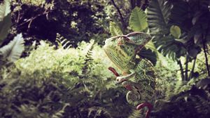 Preview wallpaper chameleon, grass, sit, color, branches, leaves, herbs
