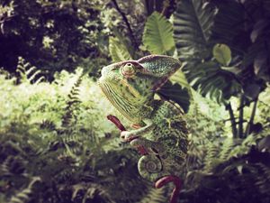 Preview wallpaper chameleon, grass, sit, color, branches, leaves, herbs