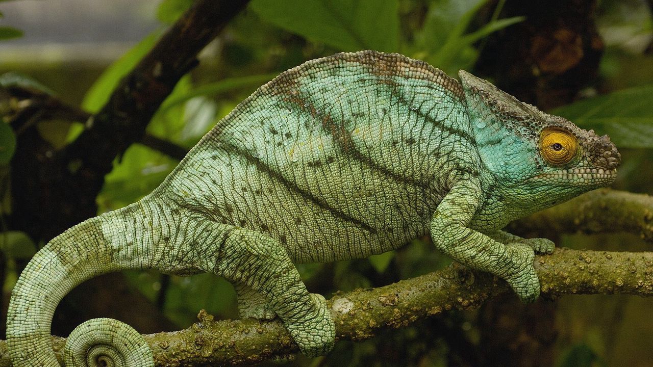 Wallpaper chameleon, grass, twigs, sit