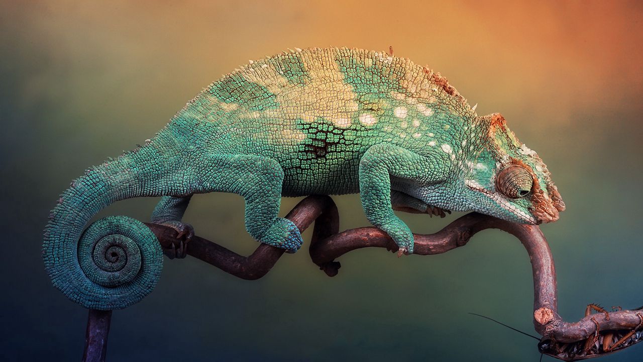 Wallpaper chameleon, handsome, lizard, branch, sit