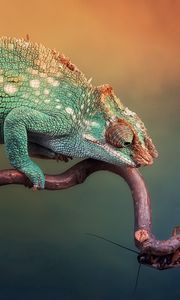 Preview wallpaper chameleon, handsome, lizard, branch, sit