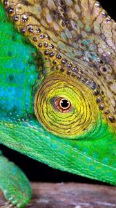 Preview wallpaper chameleon, head, color, bright