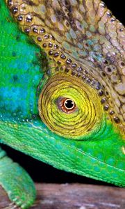 Preview wallpaper chameleon, head, color, bright