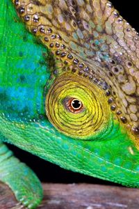 Preview wallpaper chameleon, head, color, bright