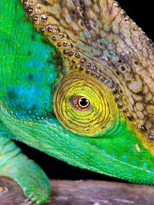 Preview wallpaper chameleon, head, color, bright