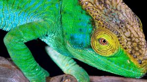 Preview wallpaper chameleon, head, color, bright
