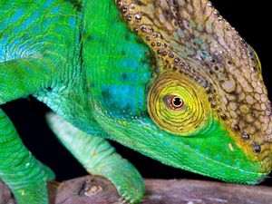 Preview wallpaper chameleon, head, color, bright