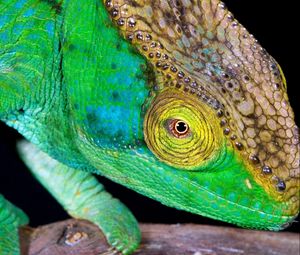 Preview wallpaper chameleon, head, color, bright