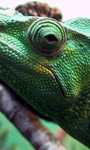 Preview wallpaper chameleon, head, eyes, color