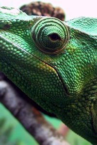 Preview wallpaper chameleon, head, eyes, color