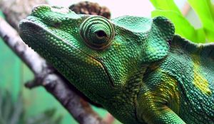 Preview wallpaper chameleon, head, eyes, color