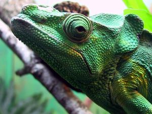 Preview wallpaper chameleon, head, eyes, color