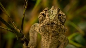 Preview wallpaper chameleon, head, reptile