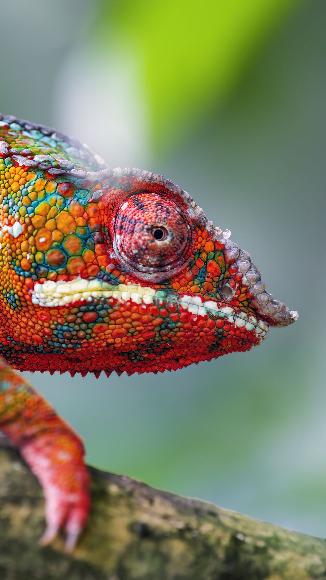 1080x1920 Wallpaper chameleon, leather, scales, glance, colorful, blur