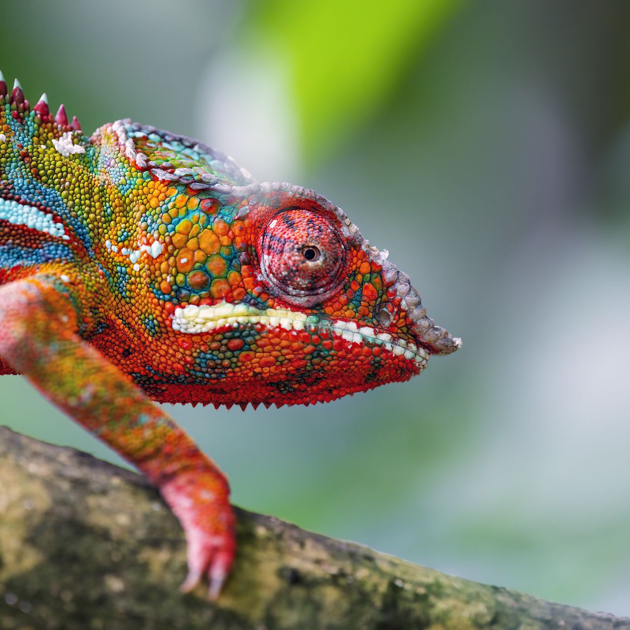 1280x1280 Wallpaper chameleon, leather, scales, glance, colorful, blur