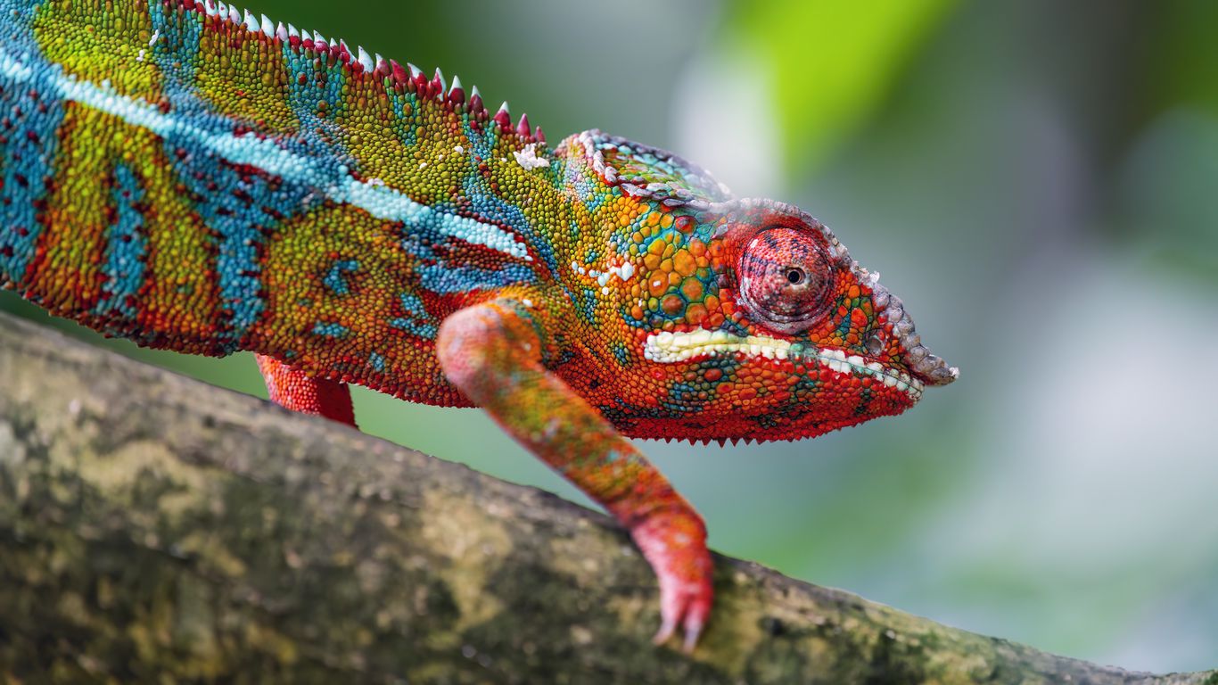 1366x768 Wallpaper chameleon, leather, scales, glance, colorful, blur