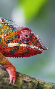 Preview wallpaper chameleon, leather, scales, glance, colorful, blur