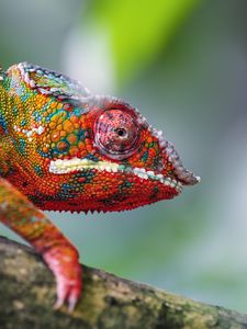 Preview wallpaper chameleon, leather, scales, glance, colorful, blur